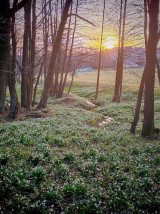 20260324_bleduliště2.jpg